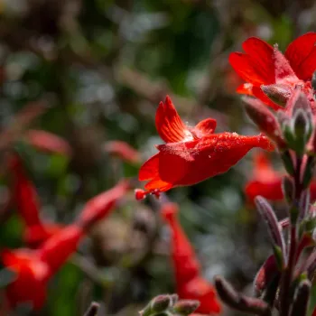 Brilliant orange-red tubular blossoms of California fuschia
