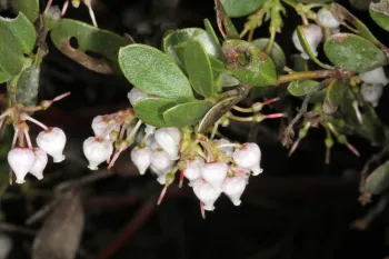 Pink-white bell-shaped manzanita flowers hanging down from busg