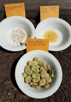 Seeds from butternut squash, Jimmy Nardello peppers and fava beans. J. Alosi