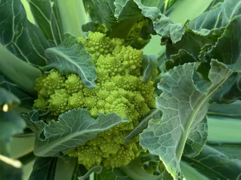A beautiful romanesco (a cross between broccoli and cauliflower) is a beautiful winter vegetable crop. Laura Kling