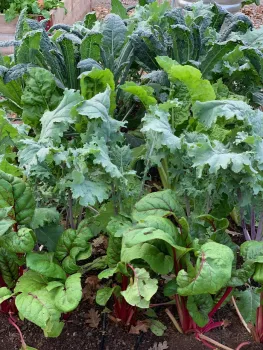 Varieties of chard and kale growing in the Master Gardeners Demonstration Garden. Laura Kling