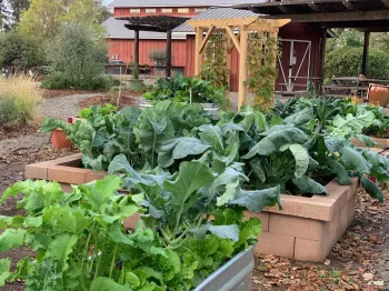 Winter vegetables growing in raised beds this past winter in the Demonstration Garden at Patrick Ranch. Laura Kling