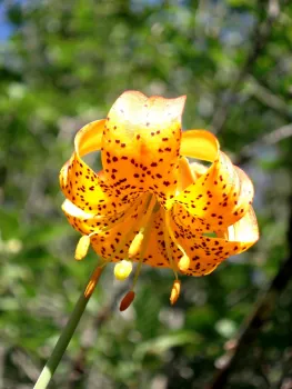 Leopard lily. Brent McGhie