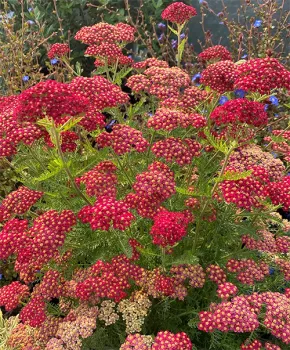 Achillea millefolium Paprika by Dan Lent