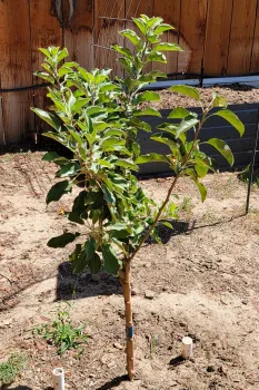 Small tree planted in a garden.