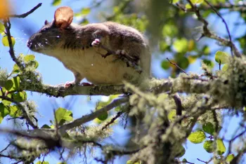 big eared woodrat