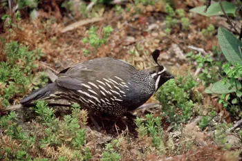 Ca quail
