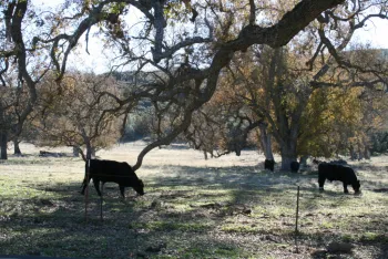 cattle on acorns