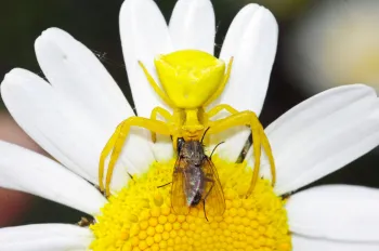 Crab spider