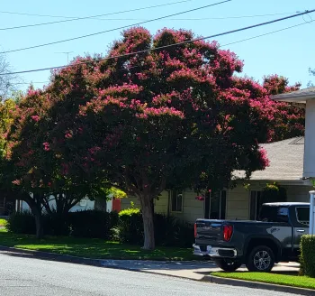 Tree with pink flowers providing good shade.