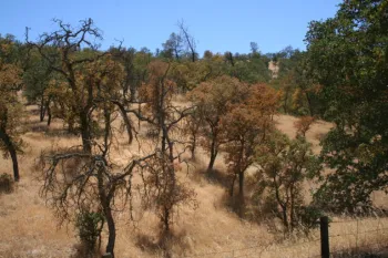 summer deciduous blue oak