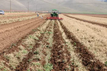 Sudangrass incorporated using a lilliston cultivator
