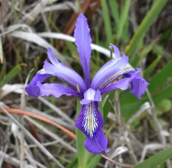 Wild Douglas Iris Pt Reyes National Seashore