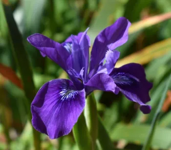 Douglas Iris From Seed