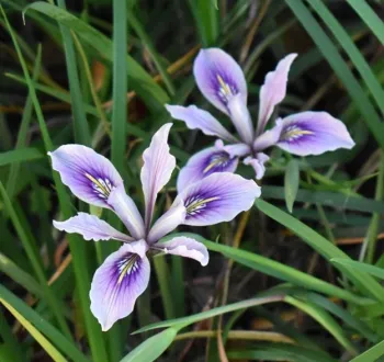 Douglas Iris Violet