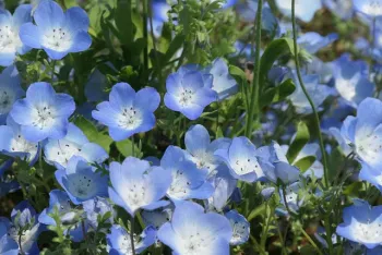 Photo of Nemophila menziesii, known as baby blue eyes.