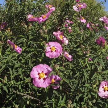 Orchid Rock Rose photo by Liv Imset