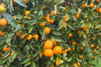 Specialty Crops program button