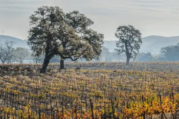 valley oak in vineyard