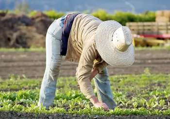 Woman weeding lettuce at Hansen Research And Extension Center