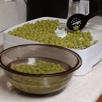 grapes on a dehydrator tray