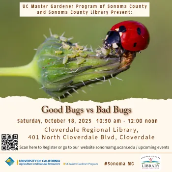 learn how to attract good bugs to help your garden