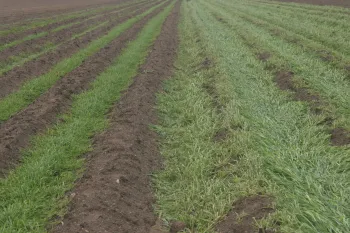 low biomass cover crop
