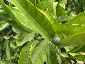 mandarin leaves and fruit