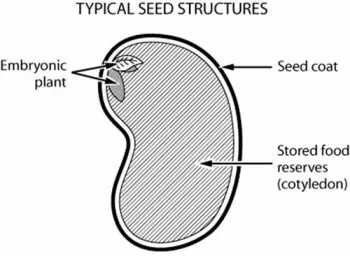 seed structure