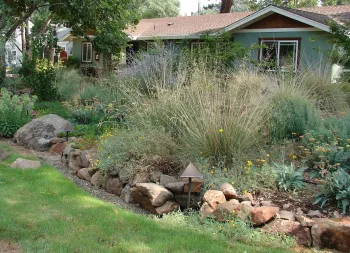 A mix of annual and perennial natives in a front yard. Eve Werner