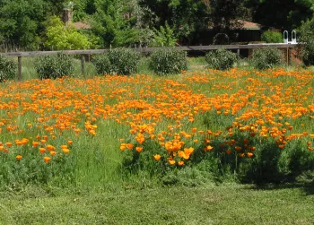 A swath of California poppies in bloom. J. Alosi