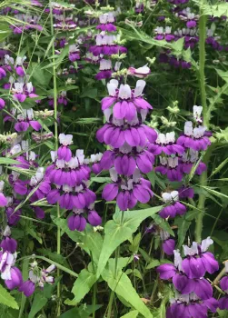 Chinese houses (Collinsia heterophylla), native wildflowers. Eve Werner