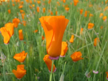 The orange poppy (Eschscholzia californica) may be the quintessential California wildflower. J. Alosi
