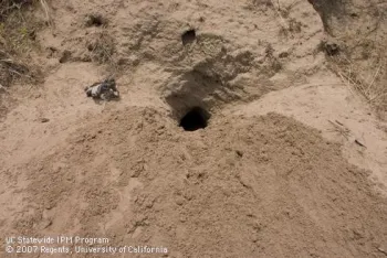 Ground squirrel burrow opening in sandy loam soil. UC IPM Program