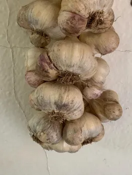 Braided garlic drying. Laura Kling