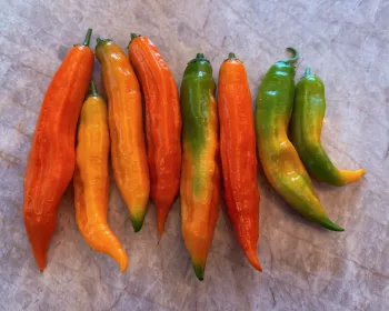 Aji Amarillo peppers in various stages of ripeness