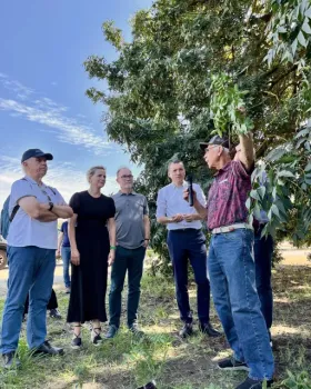 Group stands in the shade of tall pistachio tree