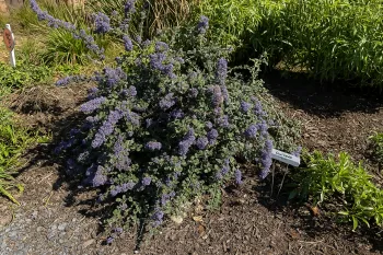 Ceanothus (California Lilac)