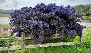 Ceanothus