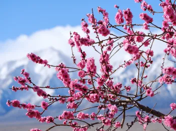A cherry blossom at Manzanar in full bloom.