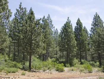 A grouping of conifer trees