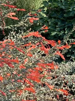 California fuchsia in blooom.