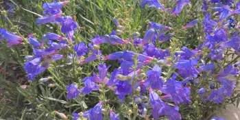 Foothill Penstemon in bloom.