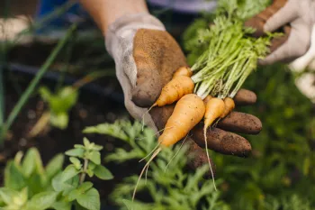 Freshly picked carrots from a garden
