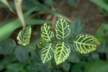 Rose disease symptoms