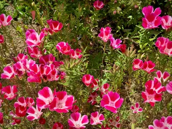 clarkia
