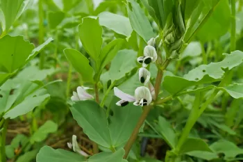 fava blooms
