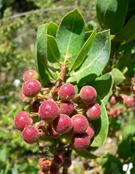 manzanita berries