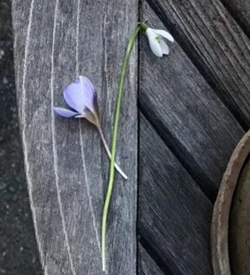 picked crocus