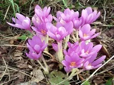 pink crocus